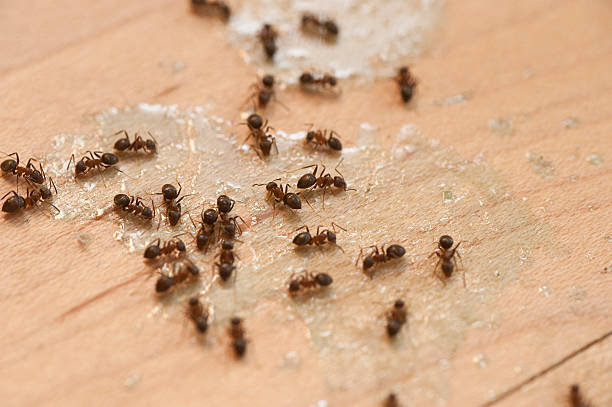  Milam, TX Pest Control Pros
